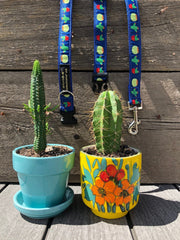 Cactus Dog Collar - Fetch Dog