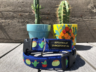 Cactus Dog Collar - Fetch Dog