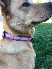 Unicorn & Rainbow Dog Collar - Fetch Dog