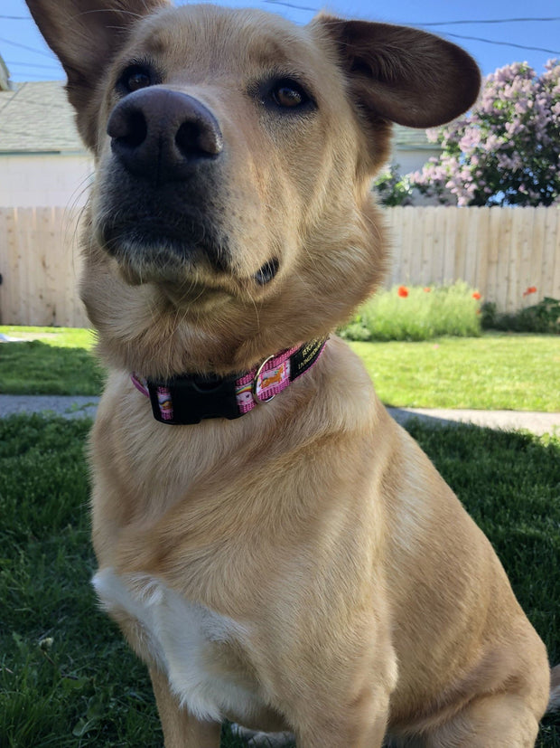 Unicorn & Rainbow Dog Collar - Fetch Dog